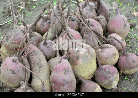 In a pile on the field lies the harvest of red table beets. Stock Photo