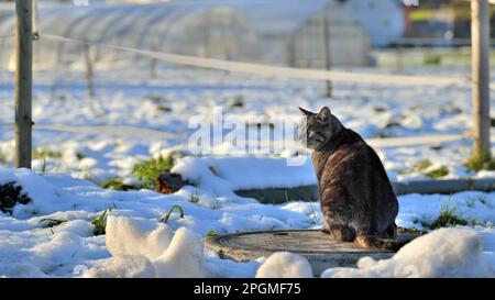 Portrait of a cat in winter sitting on a manhole cover in black and white Stock Photo