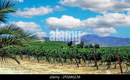 Beautiful sunny valley with chilean vineyard green vines surrounded by mountains in famous wine growing region - Colchagua, Central Chile Stock Photo