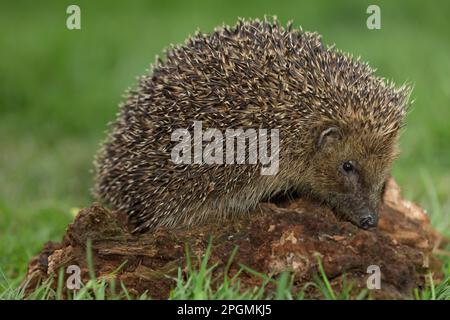 Hedgehog, close up of a wild, native, European hedgehog, Scientific name: Erinaceus europaeus foraging on a log and facing right.  Clean background. H Stock Photo