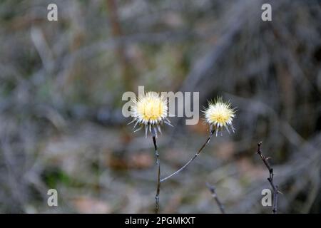 Closeup of the yellow flowers of the invasive plant carline thistle (Carlina vulgaris) in early spring. Horizontal image with selective focus Stock Photo