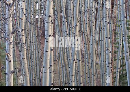 Close-up of a stand of birch trees found in the mountains above Taos New Mexico Stock Photo