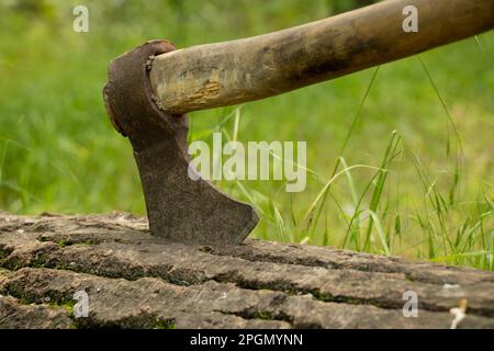 old ax sticks out in a tree in a forest in the sun on a grass background Stock Photo