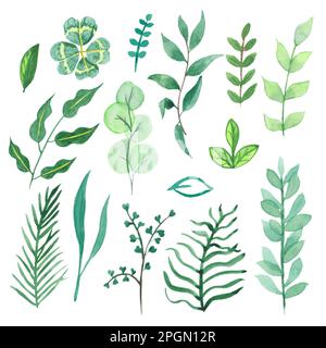 Watercolor clipart of hand-drawn herbs and leaves for use wedding, holiday and decorative design, logo creation. Illustrations isolated. set greenery Stock Photo