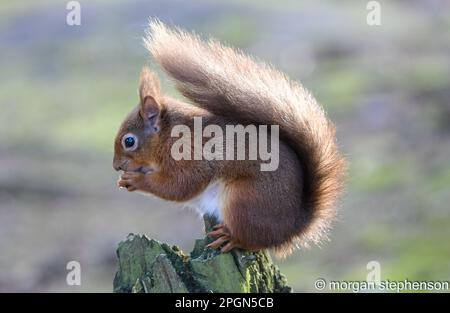 Red squirrel  in woodland Stock Photo