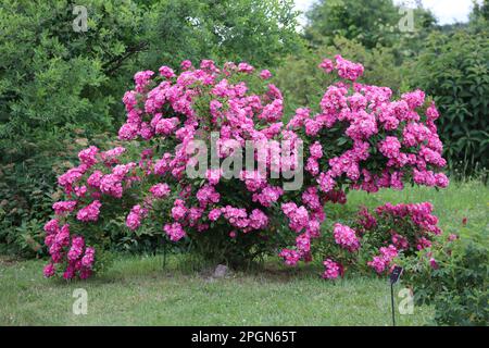 A vibrant explosion of pink roses, cascading over the grassy expanse. Stock Photo