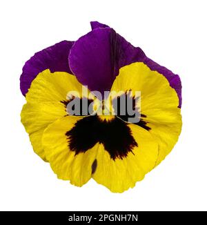 Purple and Yellow Colored Pansy Flower Isolated on White Background. Blooming Viola wirttrockiana plants cut out element for design. Close-up Object w Stock Photo