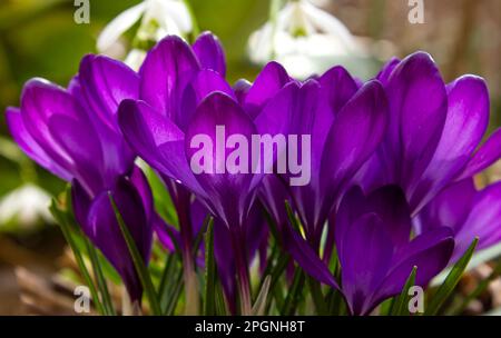 Beautiful spring background with close-up of a group of blooming purple crocus flowers on a meadow. Pretty group of purple crocus under the bright sun Stock Photo