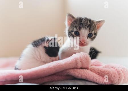 Isolated front view of tiny kittens together on a pink blanket. High quality photo Stock Photo