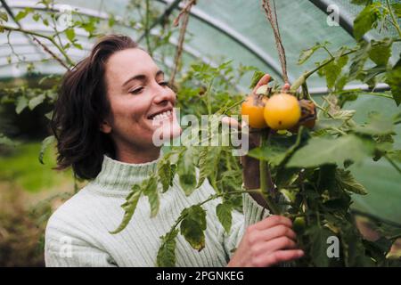 Smiling woman touching yellow tomatoes on plant in garden Stock Photo