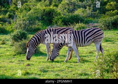 South Africa, Eastern Cape, Two plains zebra (Equus quagga) grazing on grass Stock Photo