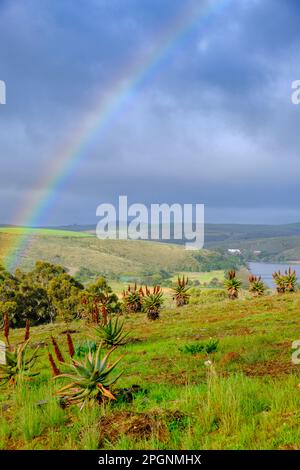 South Africa, Western Cape, Malgas, Rainbow arching over aloe plants Stock Photo