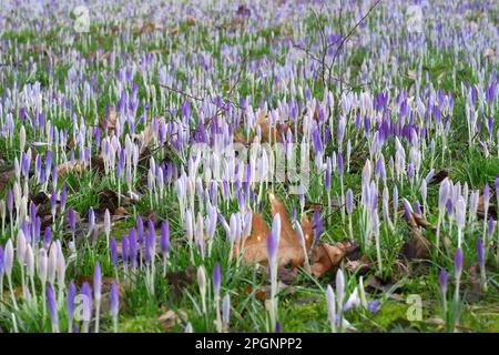 Crocus flowers blooming in meadow Stock Photo