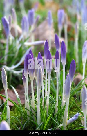 Crocus flowers blooming in meadow Stock Photo