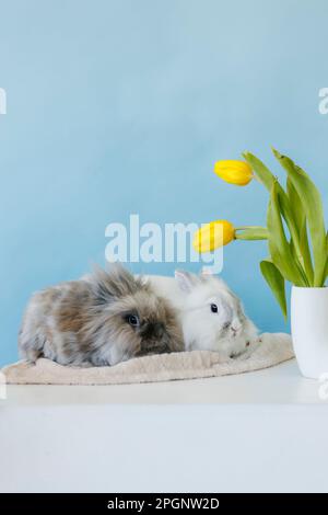 Spring baby bunny, tulip flower background Stock Photo - Alamy