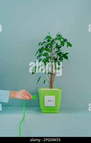 Hands of woman inserting plug into electric outlet attached to potted plant Stock Photo
