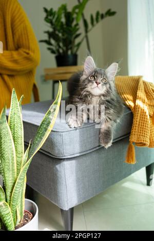 Gray cat resting on couch at home Stock Photo
