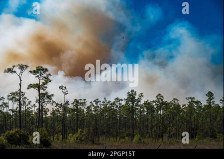 Jupiter, Florida, USA. 23rd Mar, 2023. Hungryland wildfire. Southern Martin County/Northern Palm Beach County, Florida. Extremely high fire danger exists as a result of drought in South Florida. When the fire was reported, it had already engulfed 150 acres. State and County resources are being deployed, quickly. However, there is a concern for campers as only one access road exists, limiting the evacuation route. (Credit Image: © Shane Srogi/ZUMA Press Wire) EDITORIAL USAGE ONLY! Not for Commercial USAGE! Stock Photo