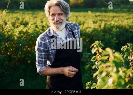 Senior stylish man with grey hair and beard on the agricultural field with harvest Stock Photo