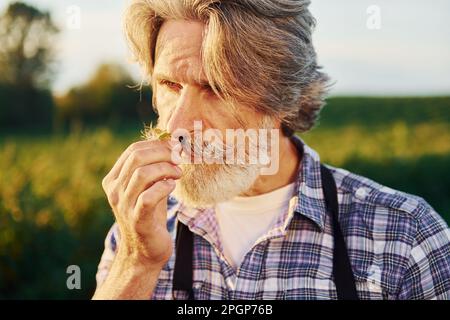 Senior stylish man with grey hair and beard on the agricultural field with harvest Stock Photo