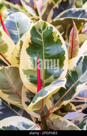 The colorful variegated rubber tree (Ficus elastic 'Tineke') is popular as a low maintenance tropical perennial houseplant. Stock Photo