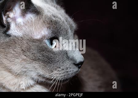 closeup of the profile of a gray cat with blue eyes Stock Photo