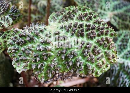 Close up of the black spikes on Begonia Melanobullata green leaf Stock Photo