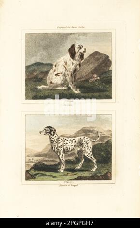 Spaniel, breed of gun dog 40, and harrier, a type of hunting hound 41. Canis lupus familiaris. Handcoloured copperplate engraving after Jacques de Seve from James Smith Barr’s edition of Comte Buffon’s Natural History, A Theory of the Earth, General History of Man, Brute Creation, Vegetables, Minerals, T. Gillet, H. D. Symonds, Paternoster Row, London, 1807. Stock Photo