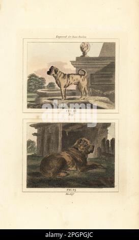 Pug, breed of companion dog from China, and mastiff, breed of large guard dog. Canis lupus familiaris. Handcoloured copperplate engraving after Jacques de Seve from James Smith Barr’s edition of Comte Buffon’s Natural History, A Theory of the Earth, General History of Man, Brute Creation, Vegetables, Minerals, T. Gillet, H. D. Symonds, Paternoster Row, London, 1807. Stock Photo