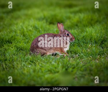 This stunning stock photo captures the beauty and charm of an Eastern Cottontail. With its distinctive long ears and fluffy white tail, this cute and Stock Photo