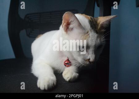 Beatiful White cat is sitting on the chair alone and look down to tile Stock Photo