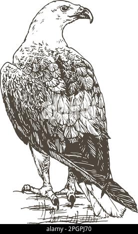 eagle, hand drawn drawing, vector illustration Stock Vector