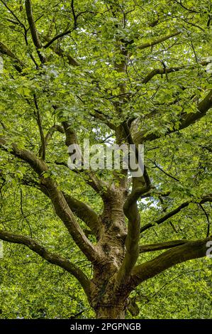 Large old plane tree (Platanus) in summer, lush green canopy, gnarled trunk and branches, Munich, Bavaria, Germany Stock Photo