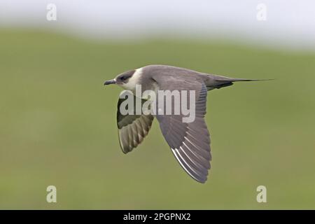 Arctic Skua (Stercorarius parasiticus) pale phase, adult, in flight, Noss, Shetland Islands, Scotland, United Kingdom Stock Photo