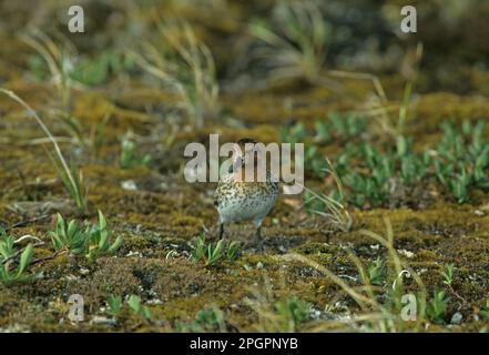 Spoon-billed sandpiper (Eurynorhynchus pygmeus), Animals, Birds, Waders, Spoon-billed Sandpiper In vegetation, Arctic Siberia, Russia Stock Photo