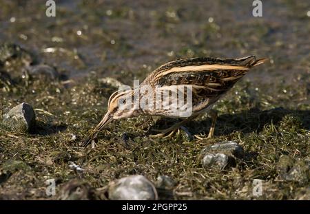 Jack (Lymnocryptes minimus) Snipe adult, feeding on wetland, Merseyside, England, United Kingdom Stock Photo
