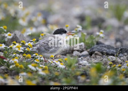 Arctic tern (Sterna paradisea) chicks, twenty days old, shortly in front of fledging at the nest site amidst flowering camomile, Isle of May, Firth Stock Photo