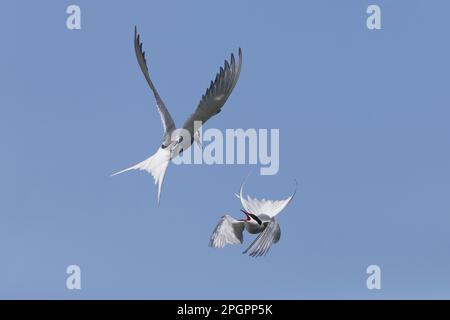 Arctic Tern (Sterna paradisea) two adults, in flight over nesting colony, fighting during territorial dispute, Shetland Islands, Scotland, United Stock Photo