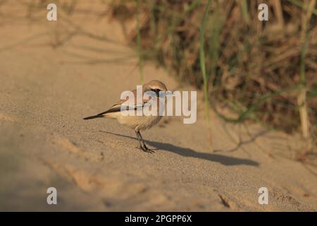 Desert Wheatear (Oenanthe deserti) immature male, first winter plumage, vagrant standing on sand, Norfolk, England, United Kingdom Stock Photo