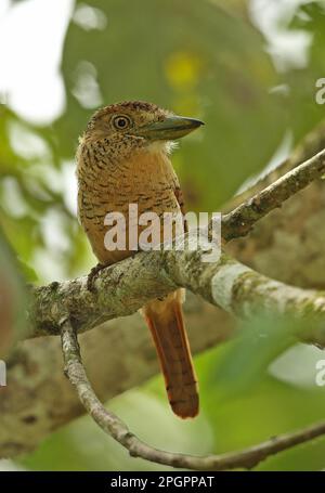 Barred Puffbird (Nystalus radiatus) adult, perched on branch, San Franciso Reserve, Darien, Panama Stock Photo