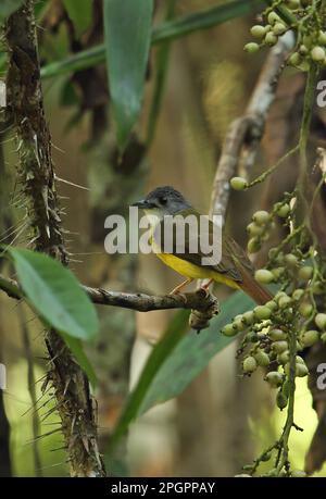Yellow-bellied Bulbul (Alophoixus phaeocephalus phaeocephalus) adult, perched on twig in fruiting tree, Taman Negara N. P. Titiwangsa Mountains Stock Photo