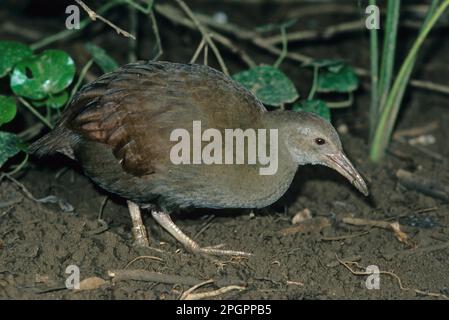 Lord lord howe woodhen (Tricholimnas sylvestris), Woodhen side view, endangered, Iceland Stock Photo