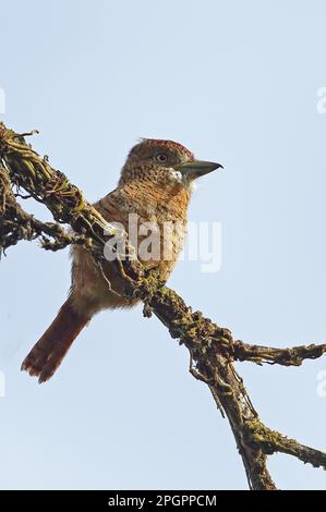 Barred Puffbird (Nystalus radiatus) adult, perched on twig, Rio Indio, Panama Stock Photo