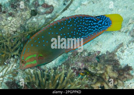 Yellowtail coris (Coris gaimard) adult, Penemu Island, Raja Ampat Islands (Four Kings), West Papua, New Guinea, Indonesia Stock Photo