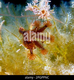 Stalked Jellyfish (Haliclystus auricula) adult, Kimmeridge Bay, Dorset, England, United Kingdom Stock Photo