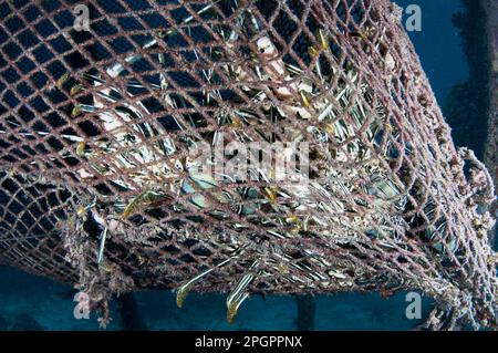 Painted Spiny painted rock lobster (Panulirus versicolor) adults, group in lost fishing net, Arborek, Dampier Straits, Raja Ampat Islands (Four Stock Photo