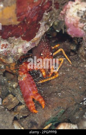 Adult red reef lobster (Enoplometopus occidentalis), sheltering in the reef at night, Bandaneira, near Ambon Island, Maluku Islands, Banda Sea Stock Photo