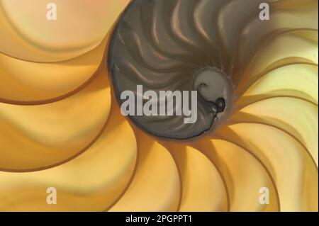 Pearl boat, pearly nautilus, Other animals, Cephalopods, Animals, Molluscs, Chambered nautilus (Nautilus pompilius) cross section of shell showing Stock Photo