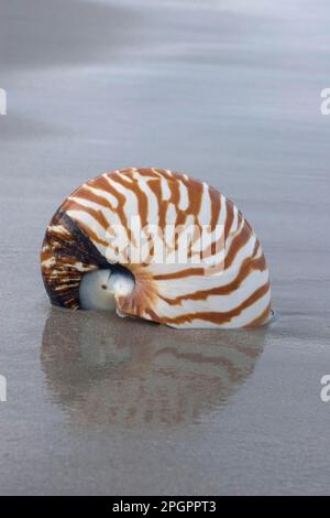Chambered Nautilus (Nautilus pompilius) shell, washed up on beach, Ko Tarutao, Thailand Stock Photo