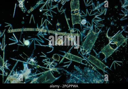 Plankton phytopl'clay X20, various species of diatoms and dinoflagellates, English Channel Stock Photo